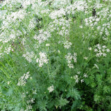 Freshon Jeere / Cumin Natural Freshon