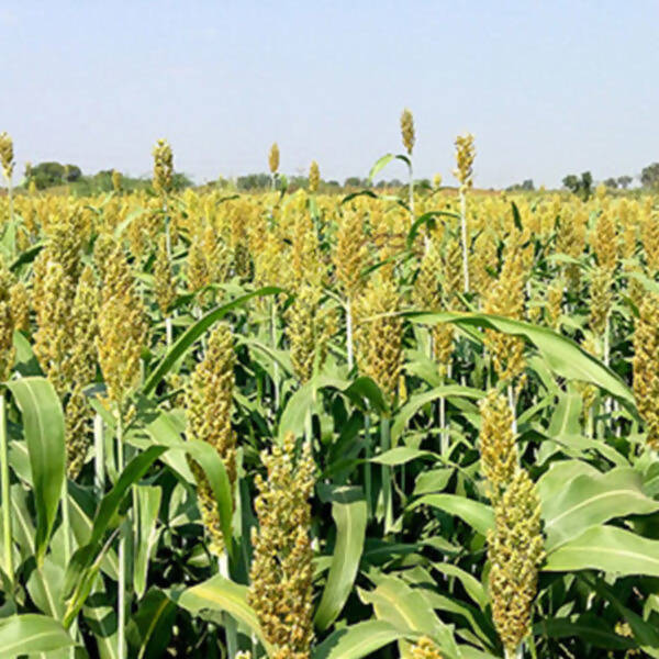 Freshon Jowar Bijapur - Sorghum Millet Freshon