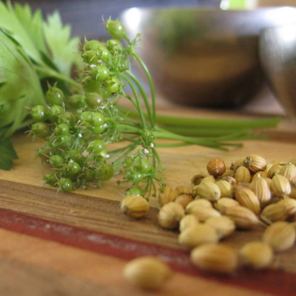 Freshon Coriander Whole Premium Freshon
