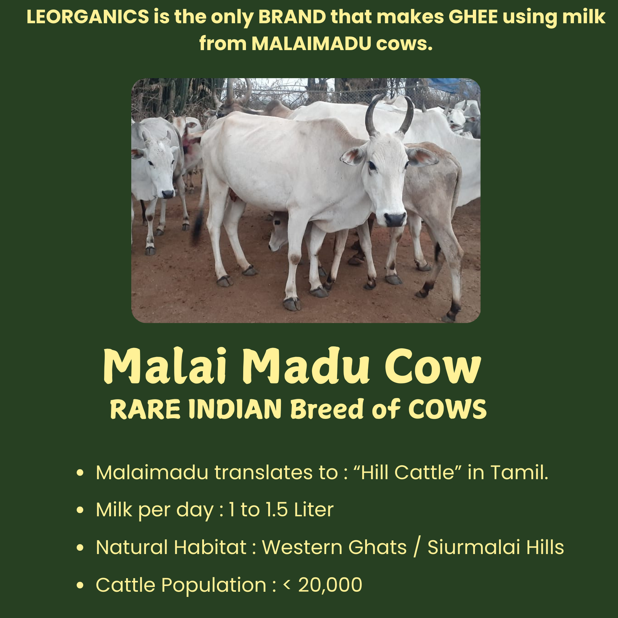 Le Organics A2 Cow Ghee | Cultured Desi Ghee | Homemade & Certified Organic Ghee Le Organics