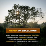 Urban Platter Brazil Nuts Urban Platter
