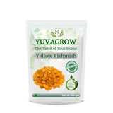 Yuvagrow Yellow Seedless Kishmish - Safuron