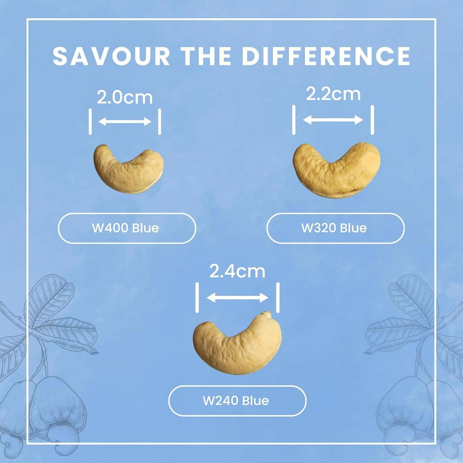 Zantye's Goan Cashew W320 Premium Kaju Zantye's