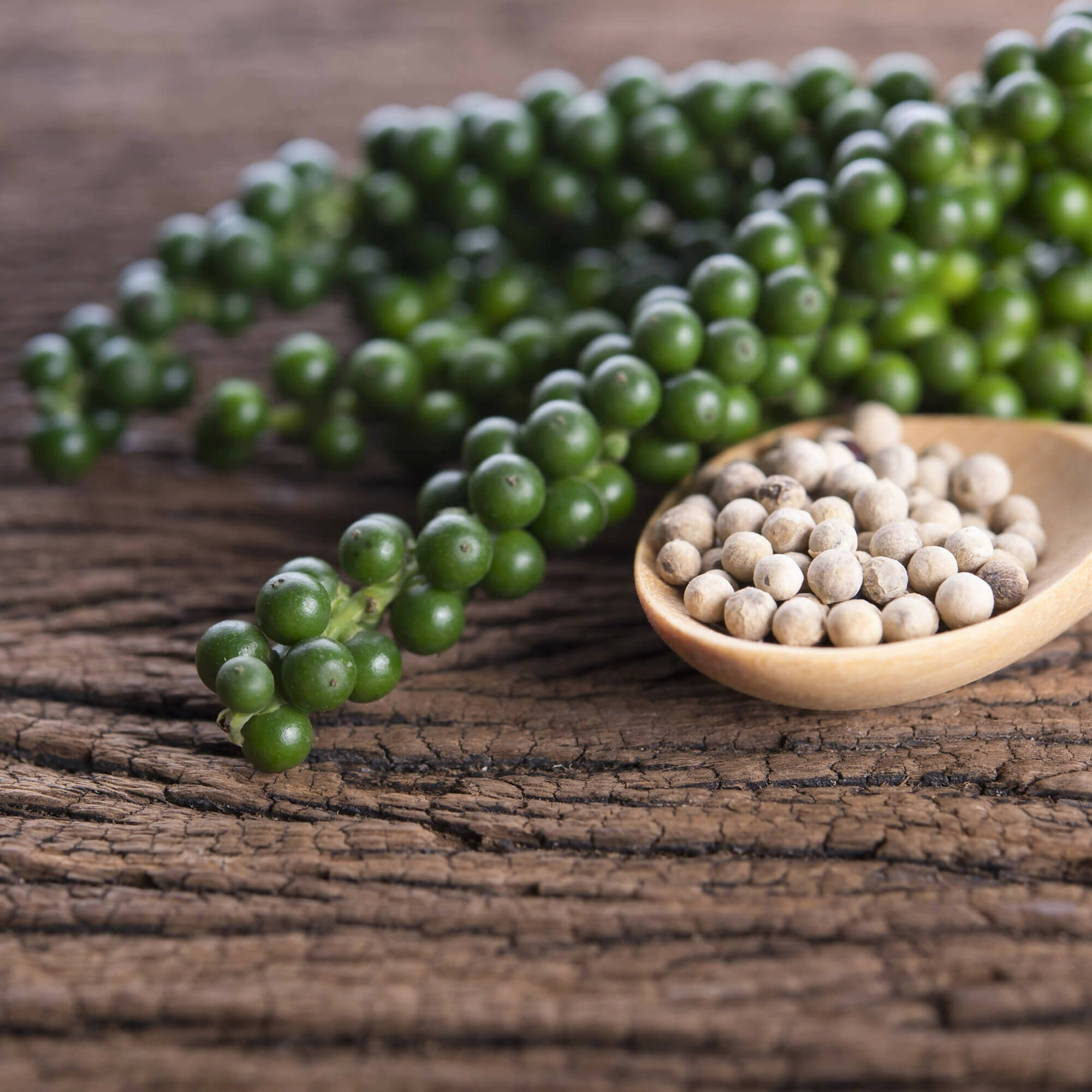 Sattva Sugandha White Pepper Sattva Sugandha