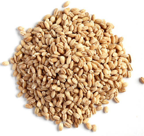Hebsur Herbals Barley Seeds Hebsur Herbals