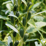 Freshon White Sesame / Thill Natural Freshon