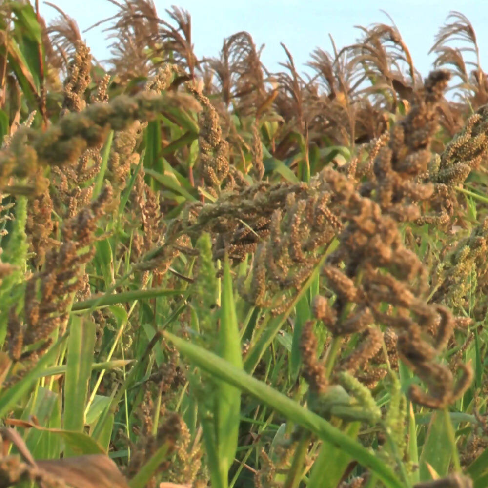 Freshon Barnyard Millet - Organically Grown Freshon