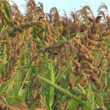 Freshon Barnyard Millet - Organically Grown Freshon