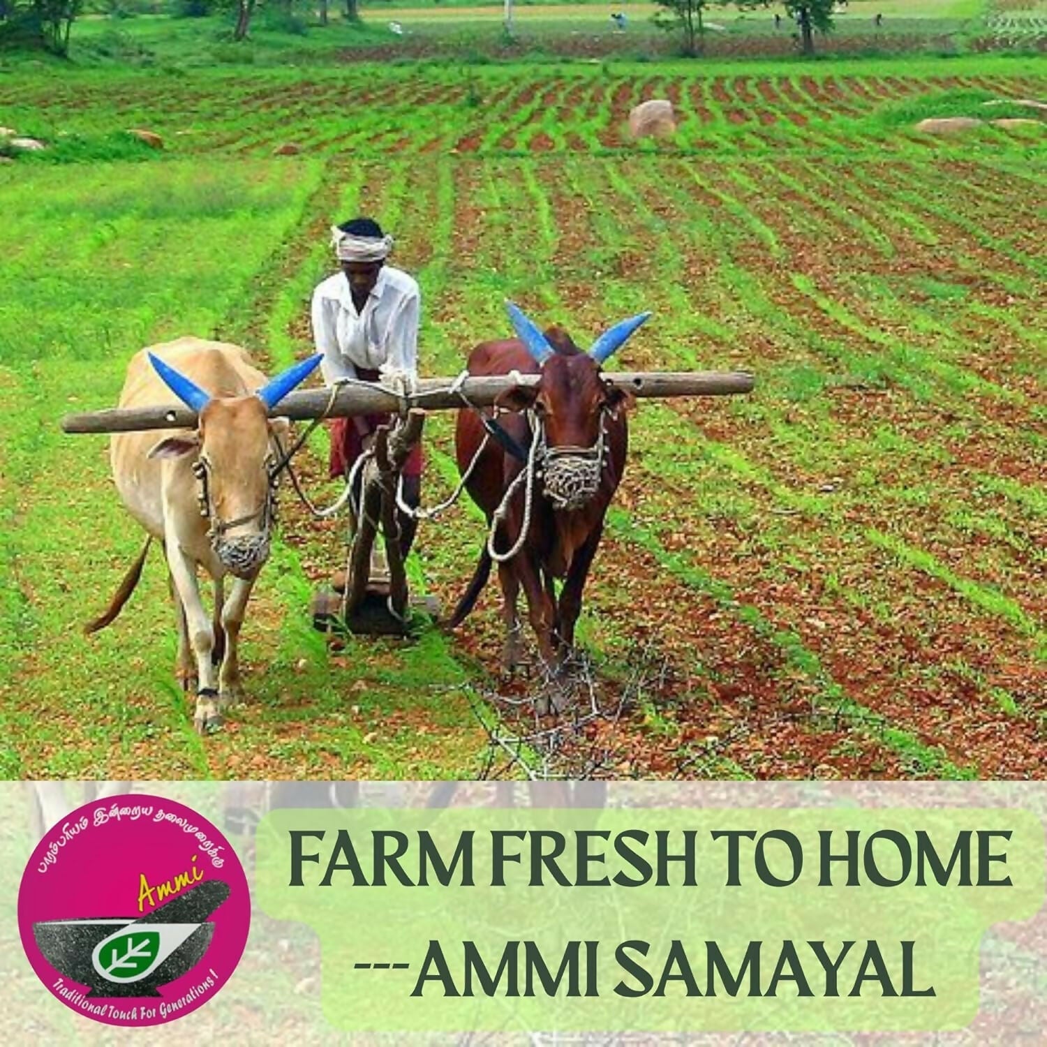 Ammi Samayal Unrefined Castor Oil Ammi Samayal