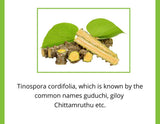 Satvi Wellness Guduchi Tea | Natural Giloy Tea Bags Satvi Wellness