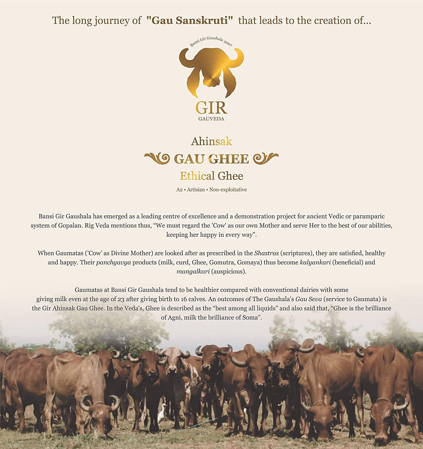 Gir Ahinsak Gau Ghee (A2) Bilona - A2 Ghee, Traditional Bilona Ghee, Desi Pure Breed Gir Gaumata (A2) Gir Gauveda