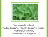 Satvi Wellness Karpooravalli Tea Bags | Natural Indian Borage| Panikoorkka dried | Onavalli | Patharchur Satvi Wellness