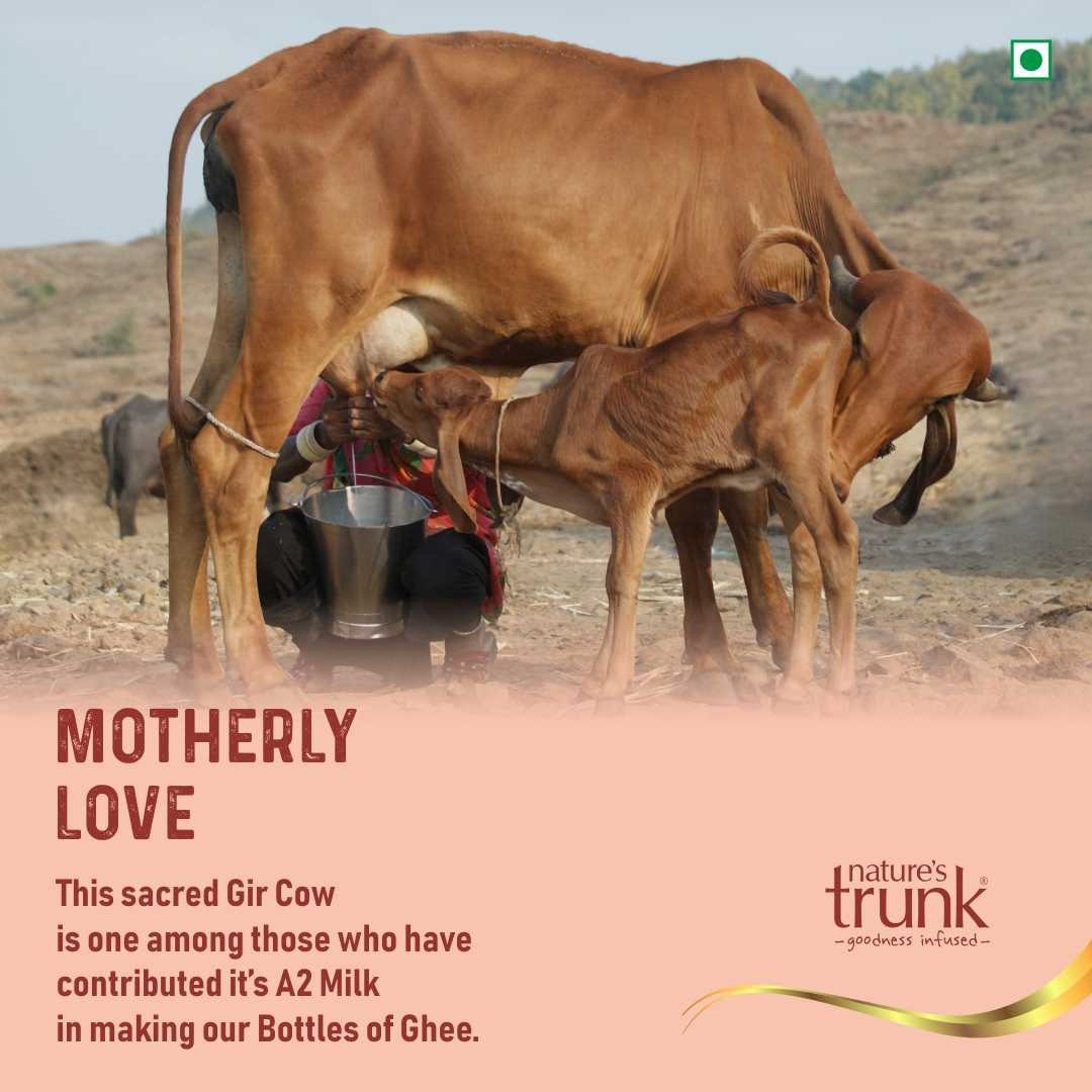 Nature's Trunk A2 Gir Cow Ghee - A2 Desi Gir Cow Ghee, Desi Ghee, Pure A2 Cow Ghee, free-grazing Grass-fed A2 Desi Ghee Nature's Trunk