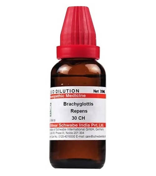 Dr. Willmar Schwabe India Brachyglottis Repens Dilution
