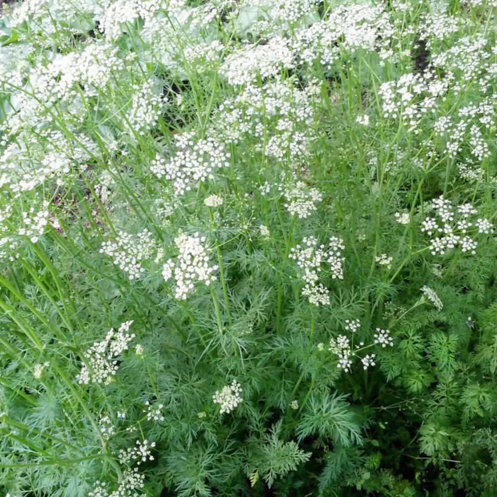 Freshon Jeere / Cumin Natural Freshon
