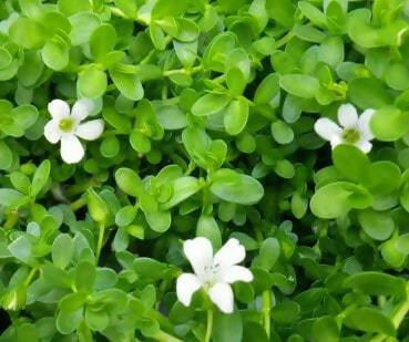 Hetha Brahmi Ghrita/Brahmi Ghee Hetha