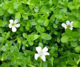 Hetha Brahmi Ghrita/Brahmi Ghee Hetha