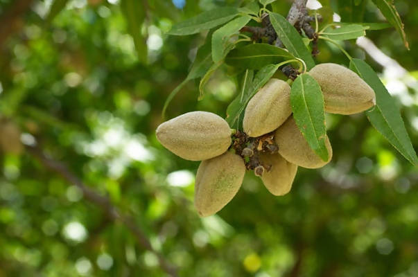 Freshon Organic Almonds Freshon