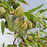 Freshon Almond Mamra - Imported Freshon