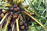 Ammi Samayal Palm Sugar Crystals Panangkarkandu Ammi Samayal