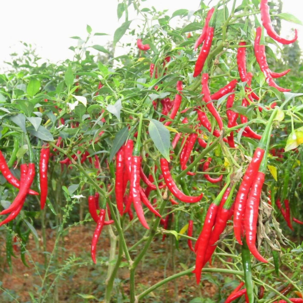 Freshon Red Chilly Byadagi (Naturally Grown) - Stem less Freshon