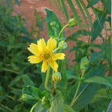 Freshon Niger Seeds / Uchellu Freshon