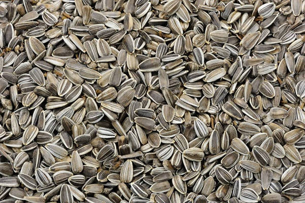 Freshon Organic Sunflower Seeds Freshon