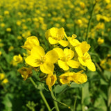FreshOn Mustard Seeds Small (Natural) Freshon
