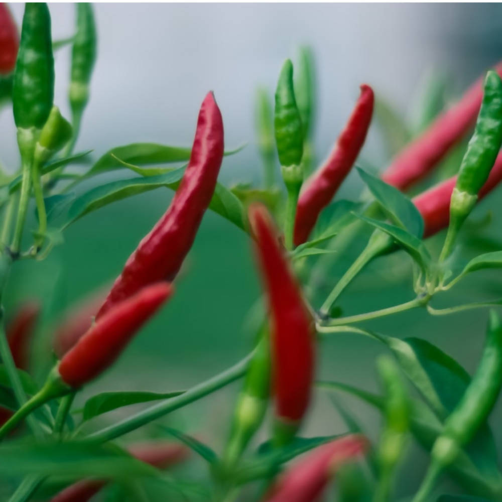 Freshon Guntur Chilli Natural Freshon