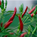 Freshon Guntur Chilli Natural Freshon