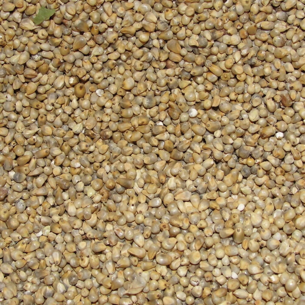Freshon Pearl Millet - Natural Freshon