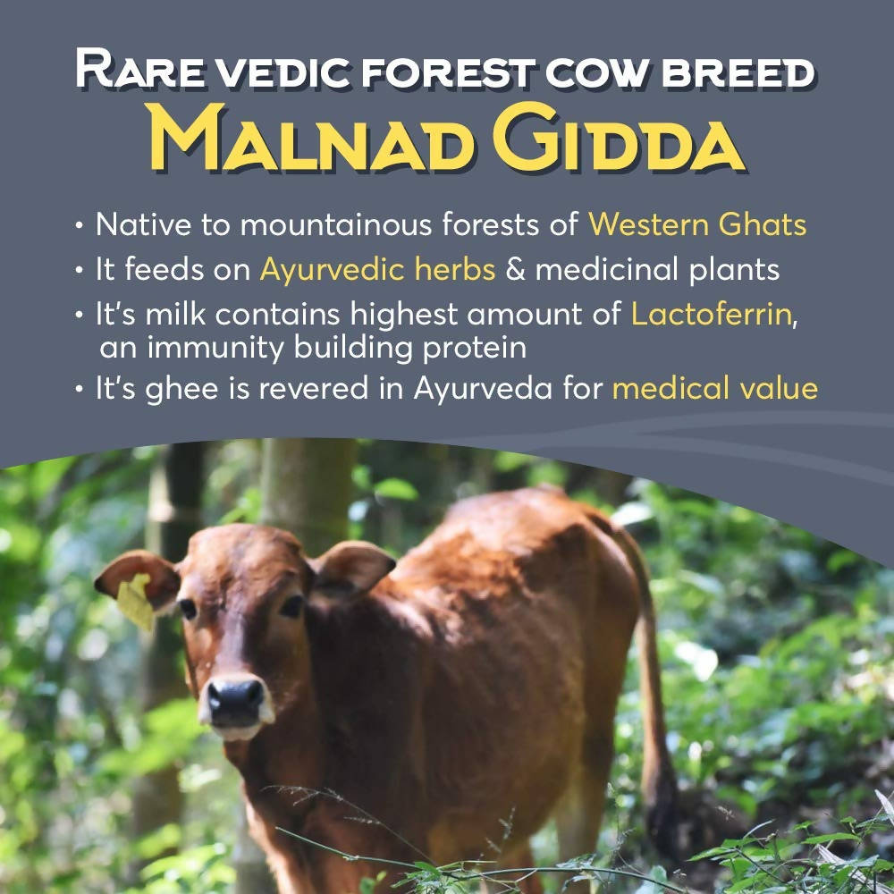 Indic Organics Forest Grazing Malnad Gidda Desi Cow's A2 Ghee | Pure Desi Cow Ghee | Cultured Premium Ghee Indic Organics